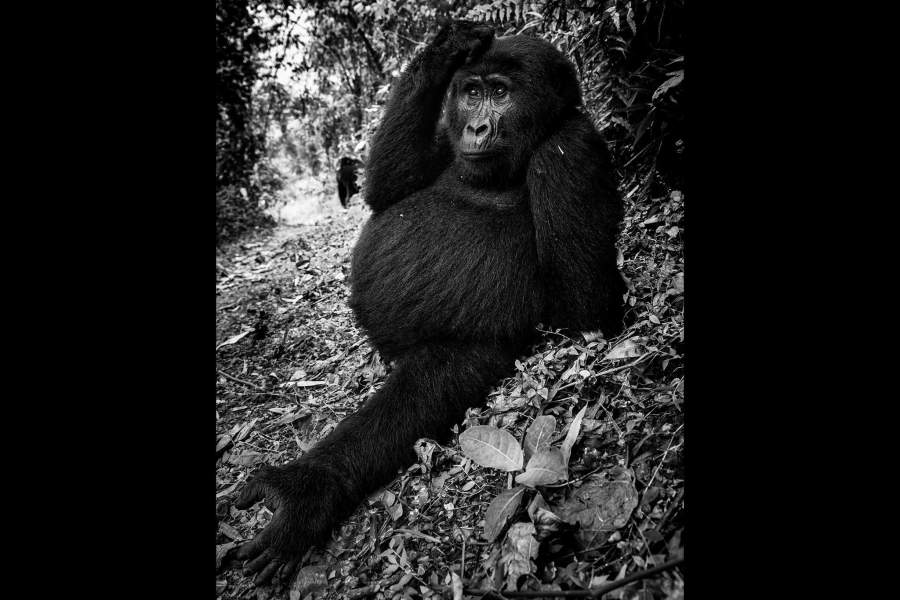 A gorilla in the rainforest of Uganda near by the Congo. The last 300 gorillas are protected here