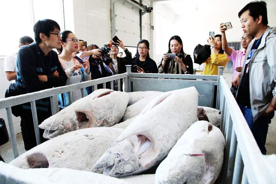 Тушки  редкого голубого тунца отправляются на рыбообрабатывающую фабрику в Китае