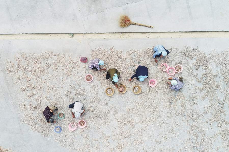 Женщины перебирают креветки