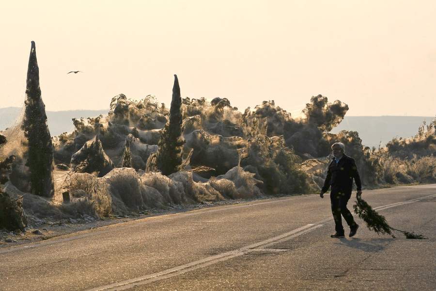 Человек несет ветку в паутине, покрывающей кустарники на берегах озера Вистонида