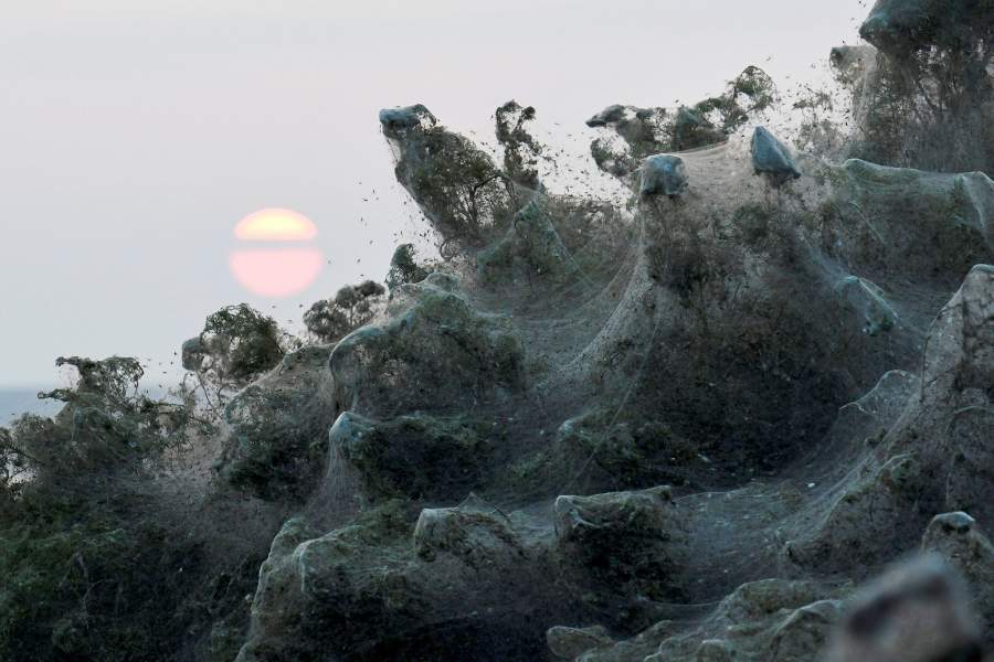 Солнце поднимается, как одеяла, паутина на кустах на берегах озера Вистонида