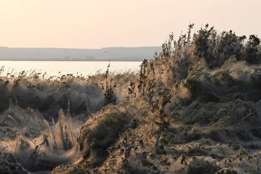 Паутина покрывает деревья и кусты на берегах озера Вистонида