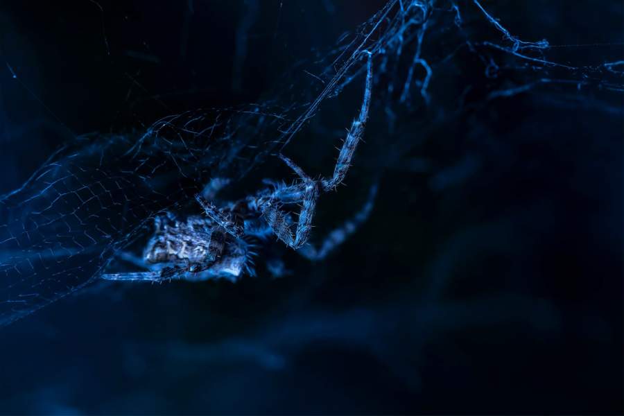 Паук в темноте