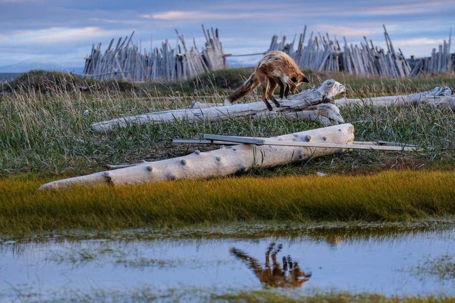 Лиса прыгает на охоте