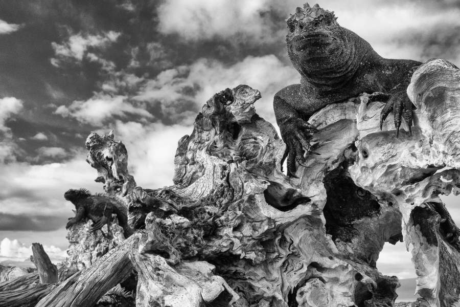 Игуана на коряге