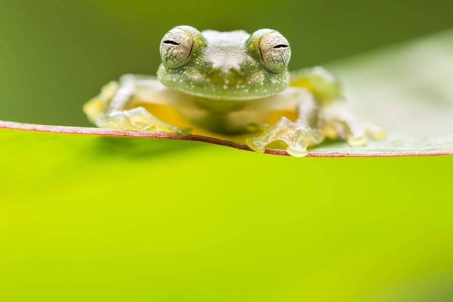 Зеленая лягушка