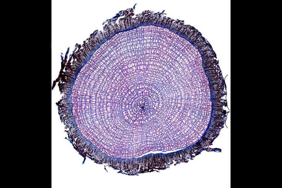 Научное фото под микроскопом