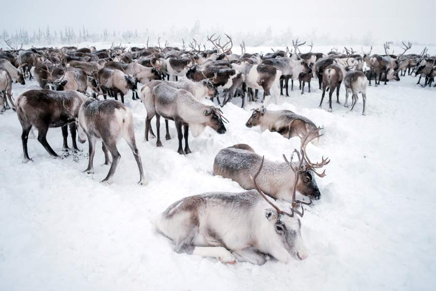 Повседневная жизнь чумработниц в ЯНАО