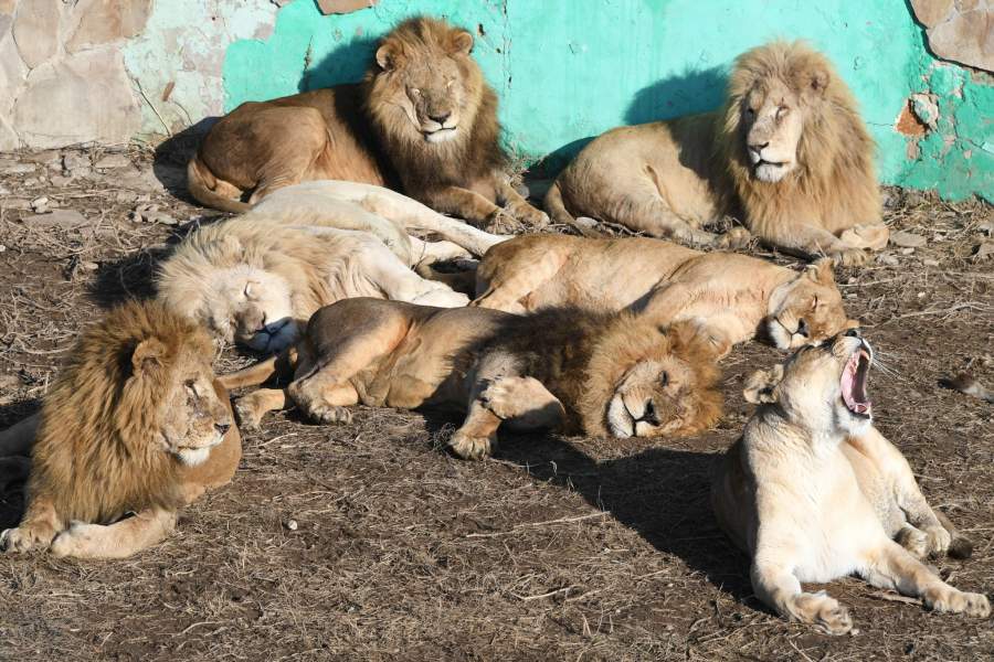 Тайган живи. Тайган парк в Крыму питомник доберманов. Утилизация Львов в Тайгане. Тайган это фото с медведем. Крым сафари царь.