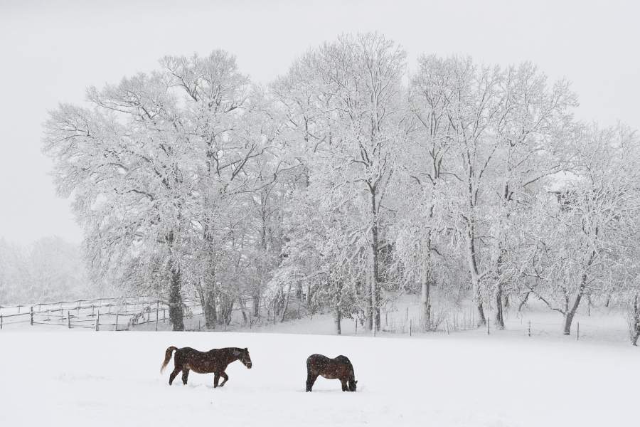 лошади в снегу