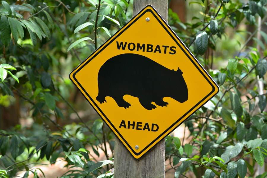 Вомбат дорожный знак