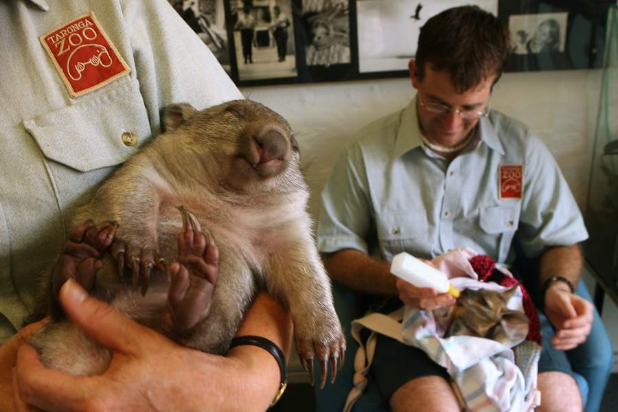 Вомбат на руках