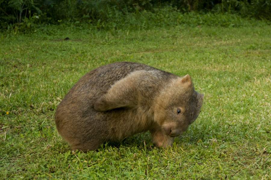 Вомбат остановился почесаться