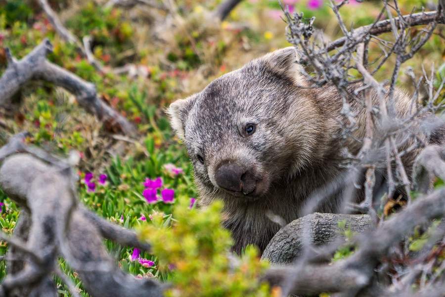 Вомбат в цветах