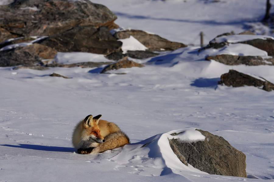 Китайские лыжники
