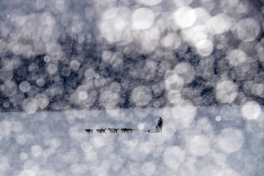Гонки на собачьих упряжках в Чехии