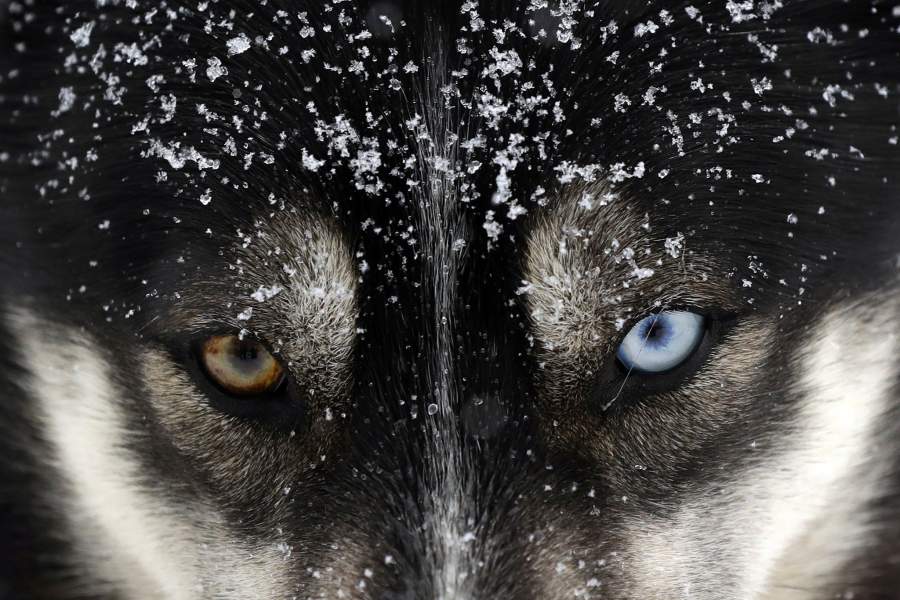 Гонки на собачьих упряжках в Чехии