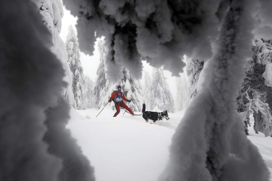 Гонки на собачьих упряжках в Чехии