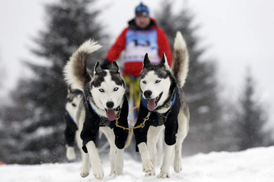 Гонки на собачьих упряжках в Чехии
