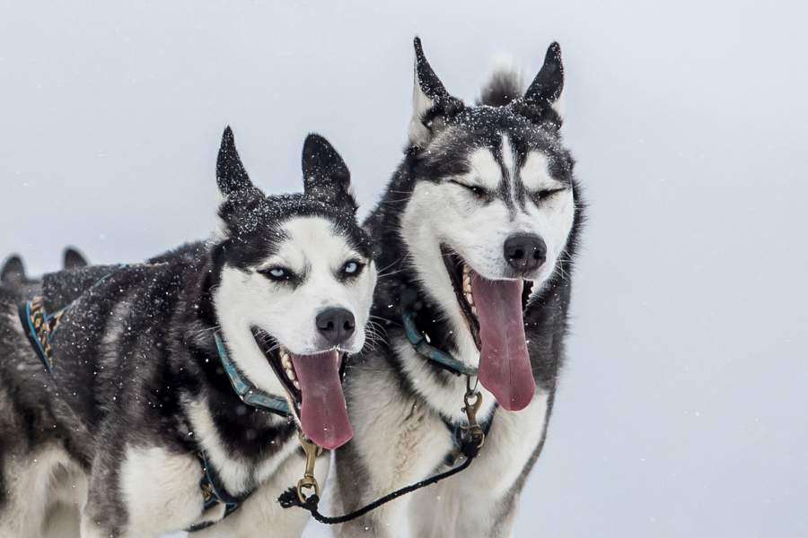 Гонки на собачьих упряжках в Чехии