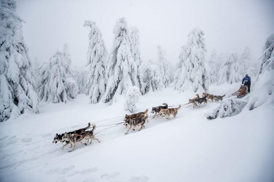 Гонки на собачьих упряжках в Чехии