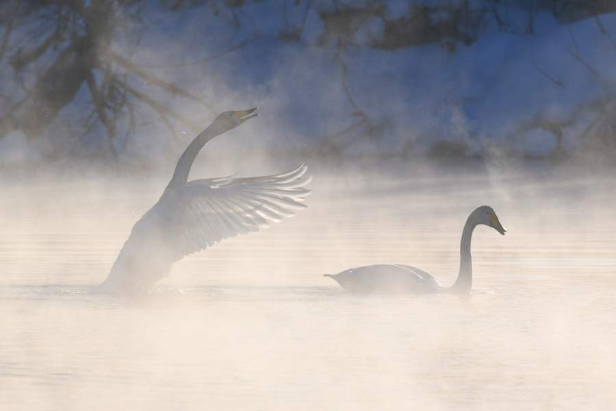 Лебединый заказник в Алтайском крае