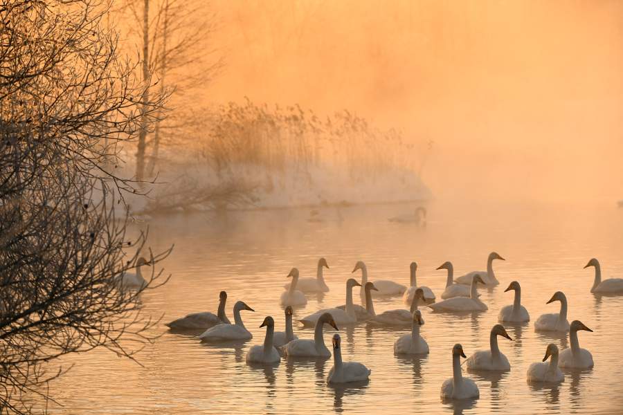 Лебединый заказник в Алтайском крае
