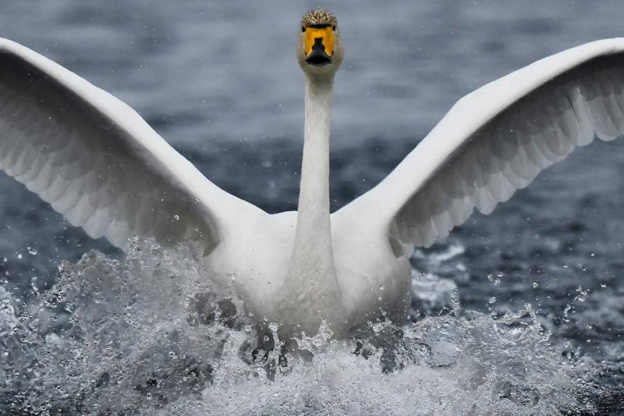 Лебединый заказник в Алтайском крае