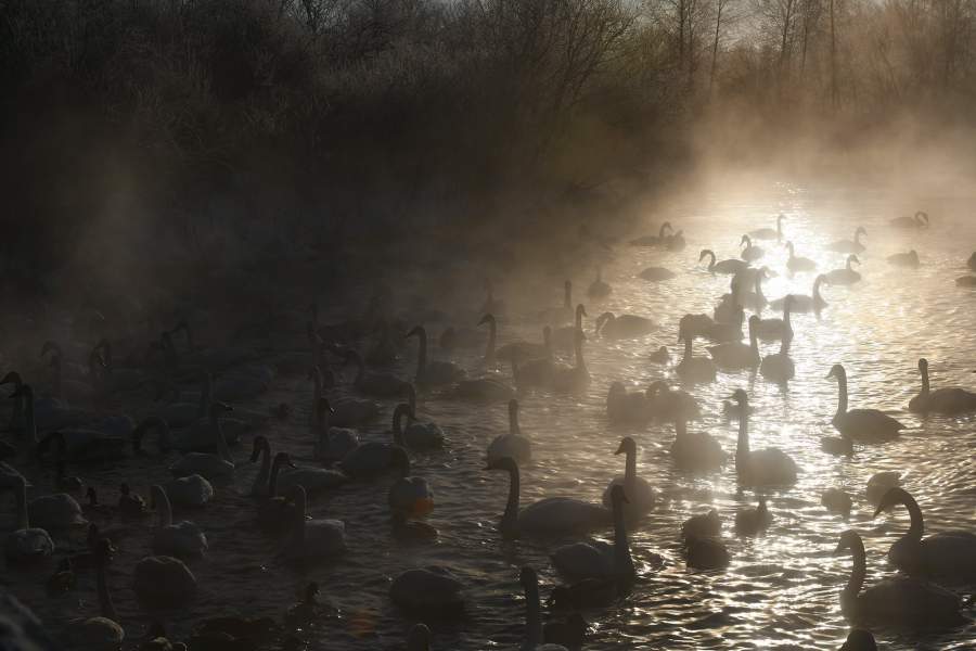 Лебединый заказник в Алтайском крае