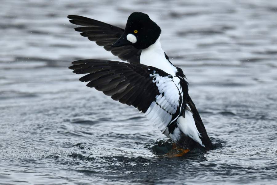 Лебединый заказник в Алтайском крае