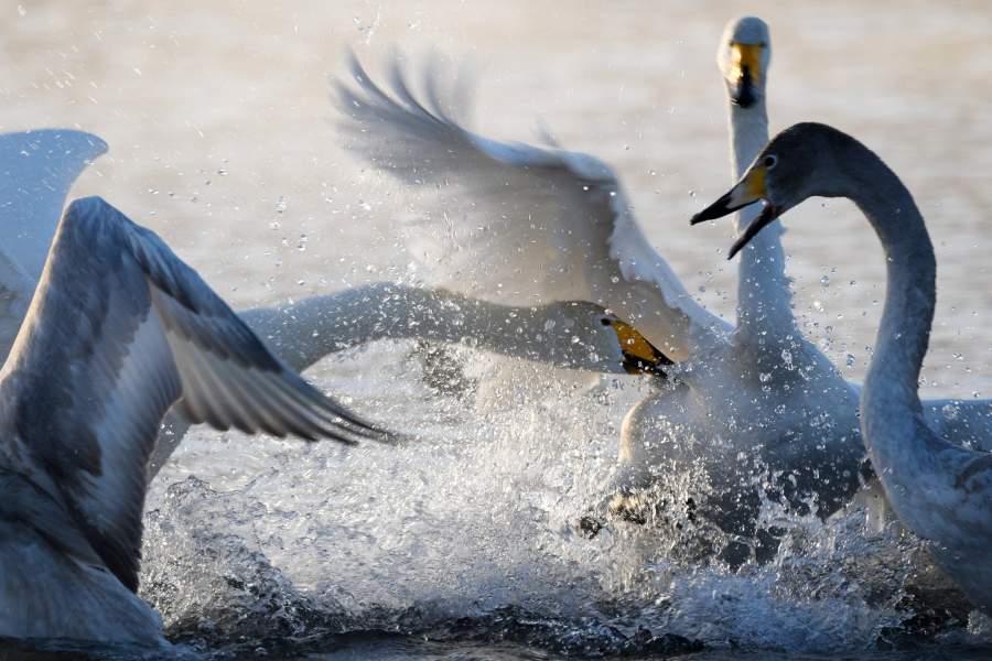 Лебединый заказник в Алтайском крае