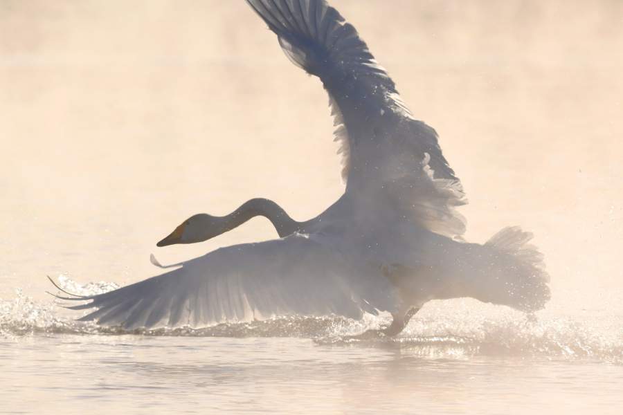 Лебединый заказник в Алтайском крае