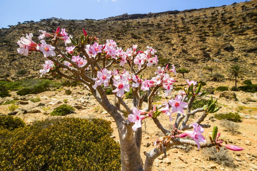 Остров Сокотра