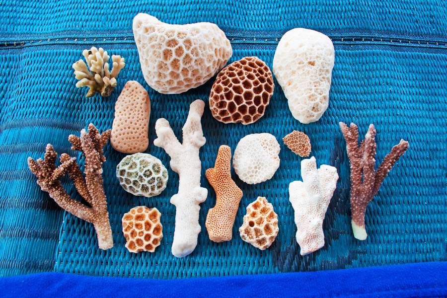 Остров Сокотра