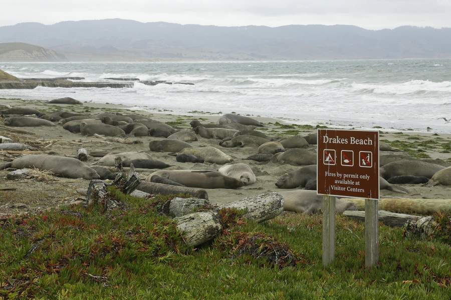 Морские слоны на пляже в Калифорнии