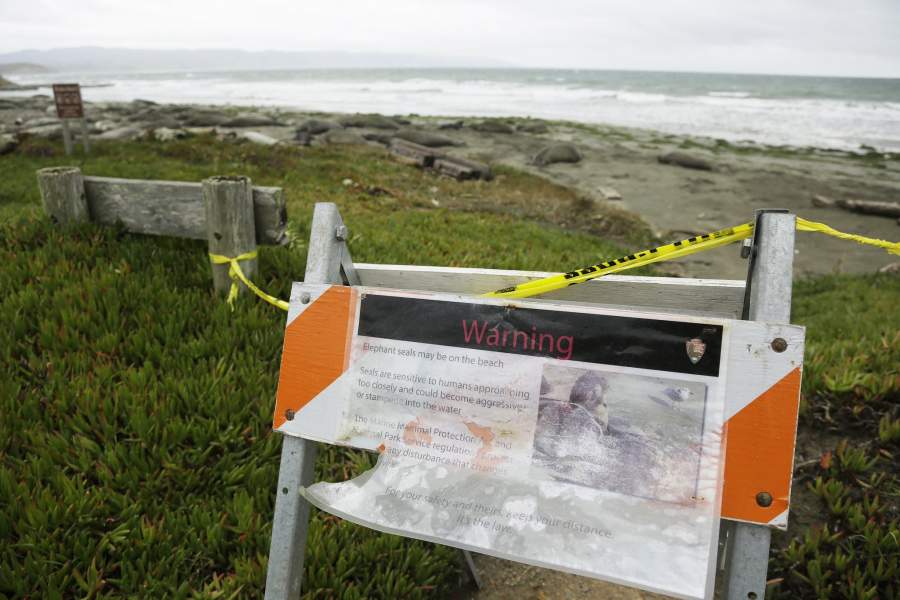 Морские слоны на пляже в Калифорнии