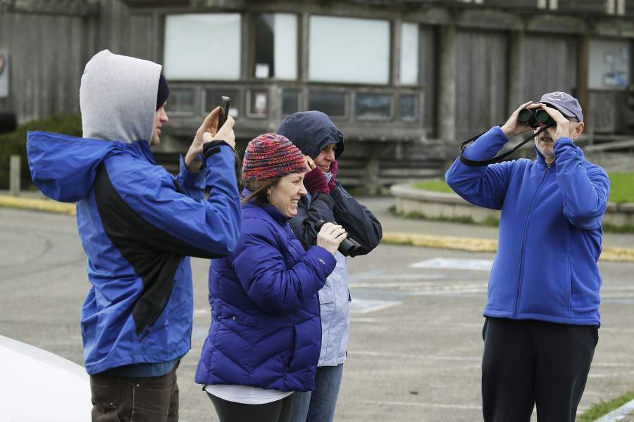 Морские слоны на пляже в Калифорнии