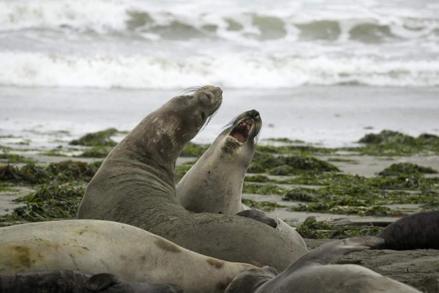 Морские слоны на пляже в Калифорнии