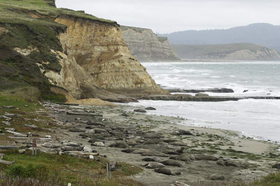 Морские слоны на пляже в Калифорнии