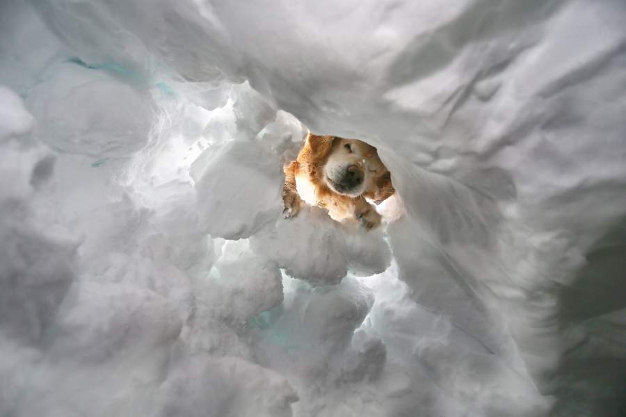 Тренировка собак-спасателей