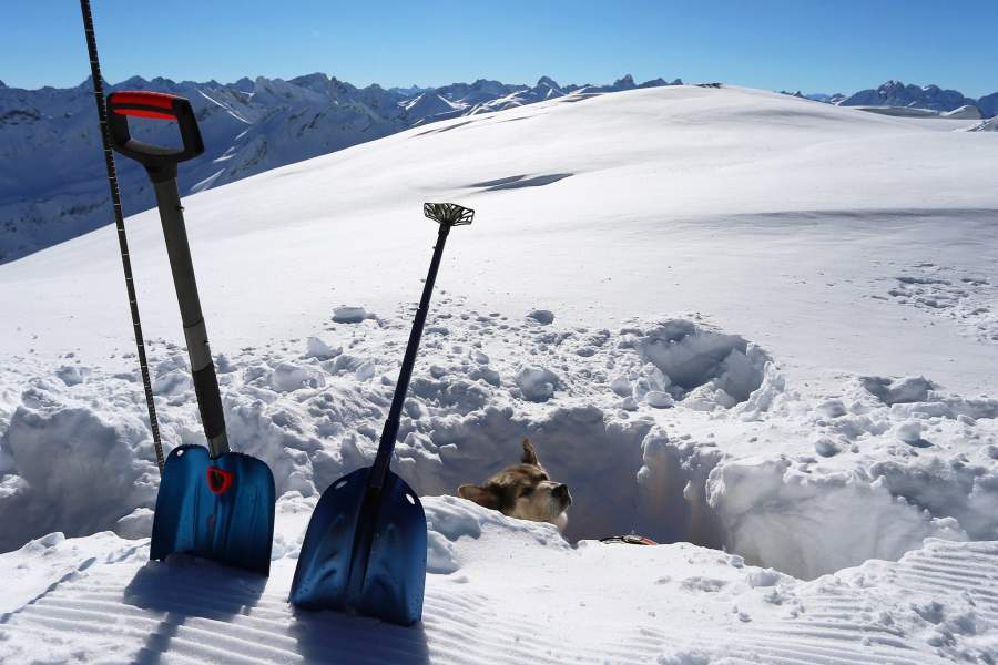 Тренировка собак-спасателей