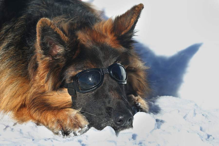 Тренировка собак-спасателей