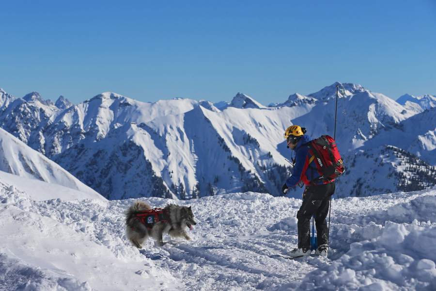 Тренировка собак-спасателей