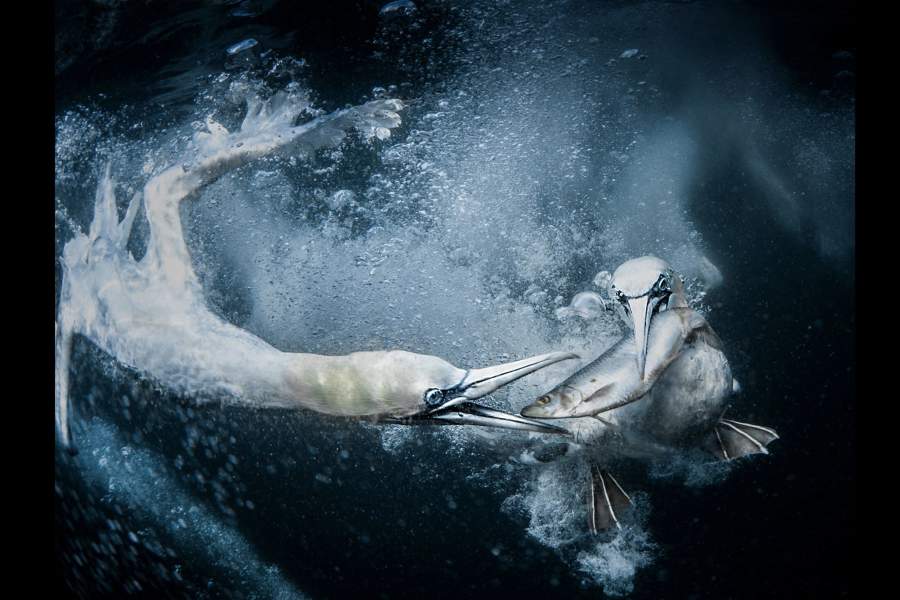 Победители National Awards конкурса Sony World Photography Awards