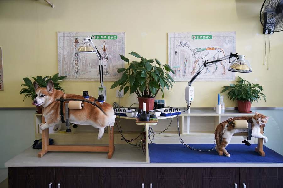 Акупунктура для животных в Китае