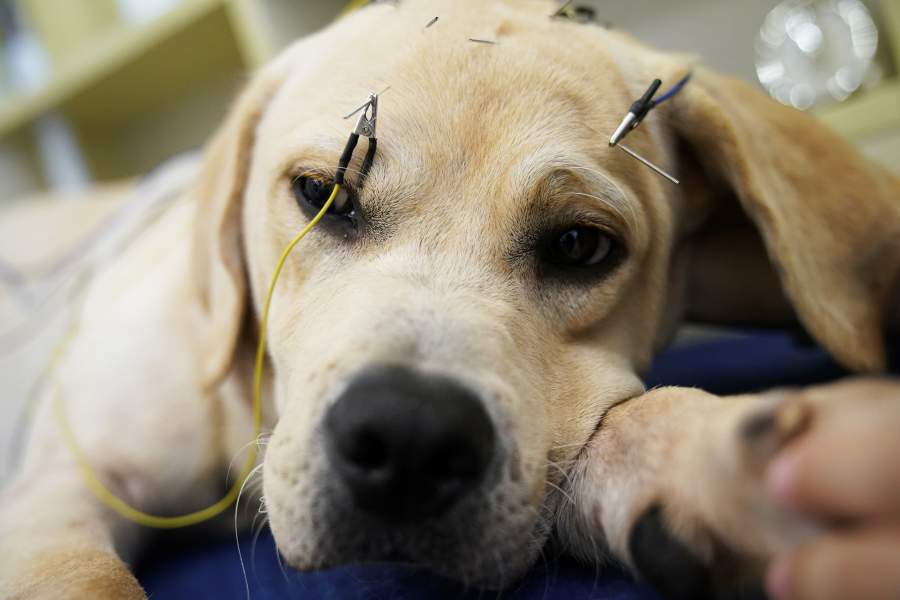 Акупунктура для животных в Китае