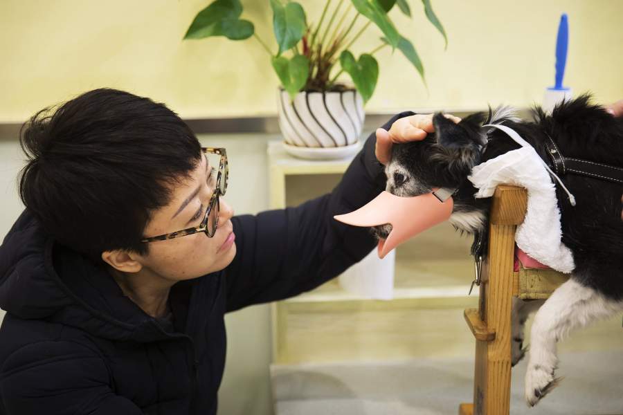 Акупунктура для животных в Китае