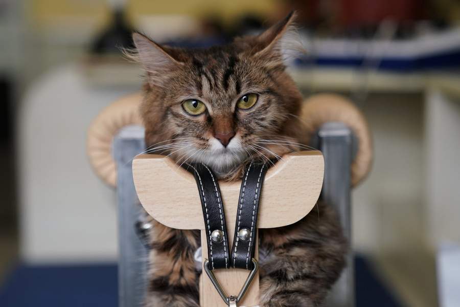 Акупунктура для животных в Китае