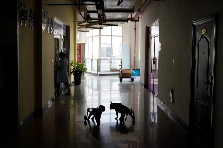 Акупунктура для животных в Китае