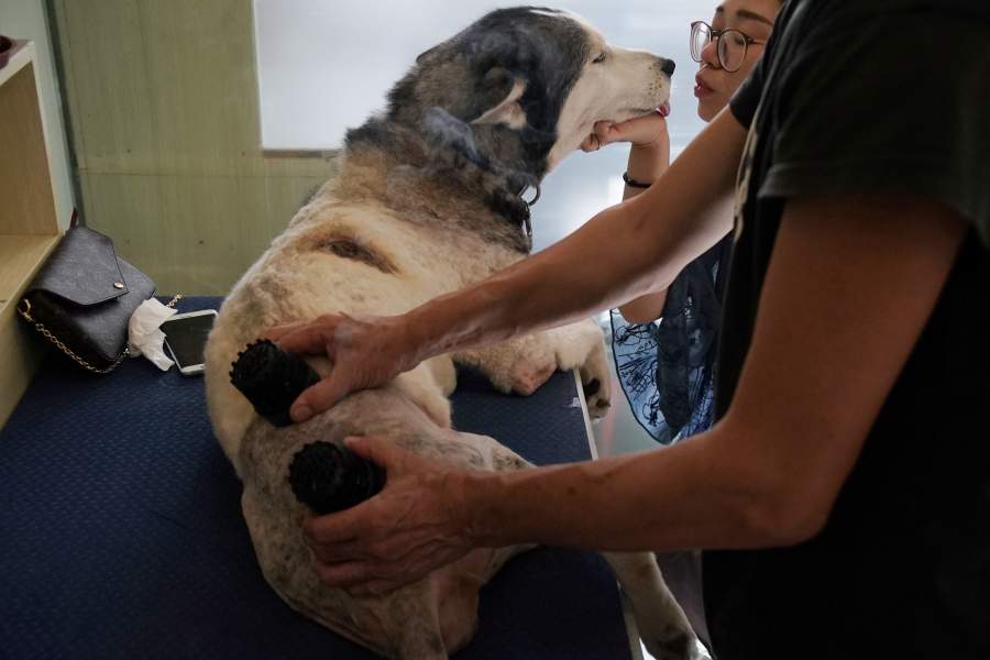 Акупунктура для животных в Китае